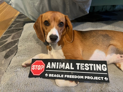 STOP Animal Testing Bumper Sticker