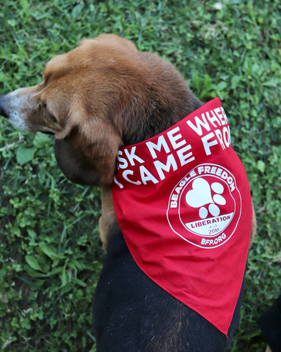 "Ask Me Where I Came From" Dog Bandana