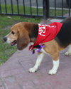 "Ask Me Where I Came From" Dog Bandana