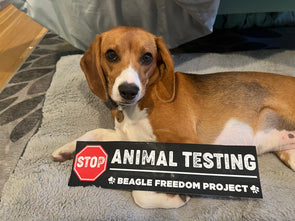STOP Animal Testing Now Bumper Sticker