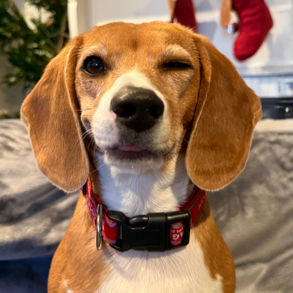 Roo Hardcover bound notebook