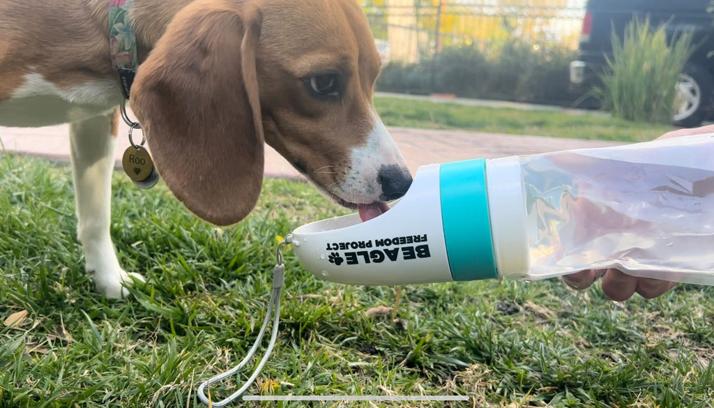 Dog Water Bottle